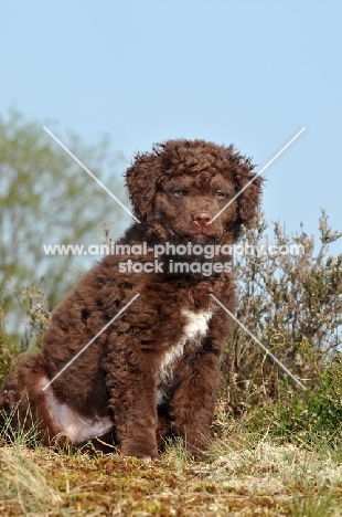 brown and white Wetterhound puppy