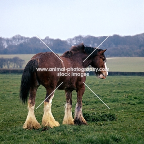 Clydesdale showing hind quarters