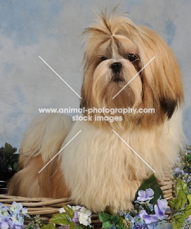 Shih Tzu in studio