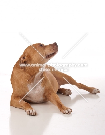 brown American Pit Bull Terrier