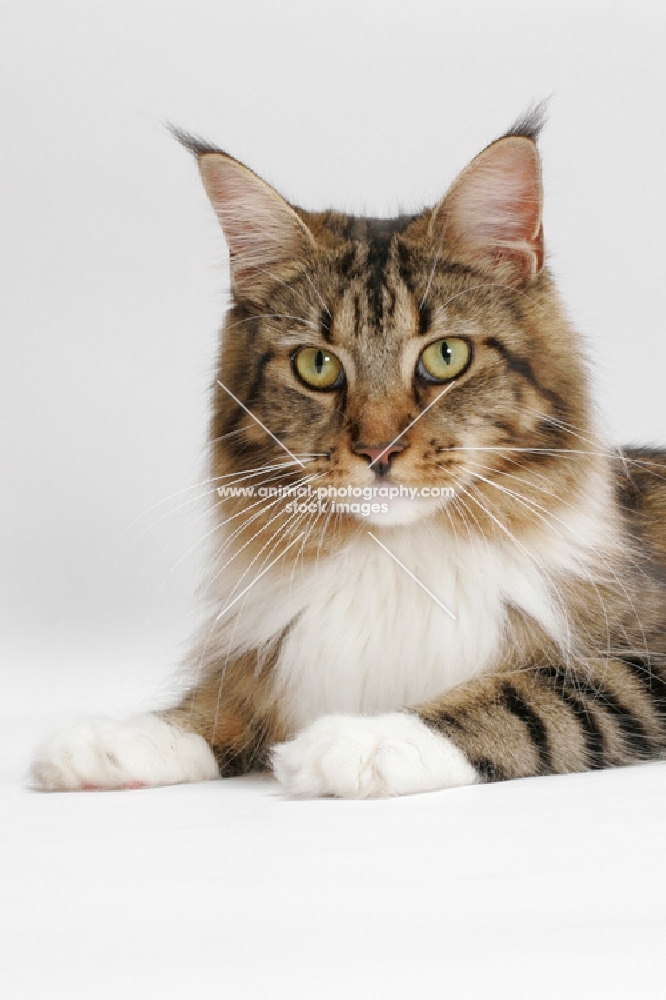 Brown Classic Tabby & White Maine Coon portrait, lying on white background