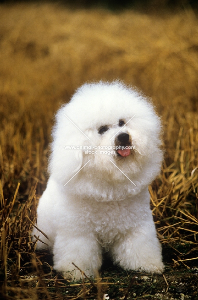 ch & irish ch sulyka snoopy, bichon frise sitting in field of stubble