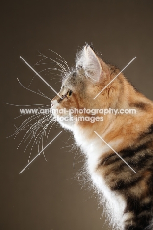 Siberian cat, head study