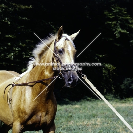 palomino horse cantering wearing lunging caveson