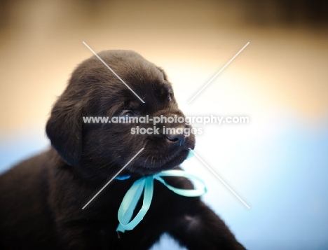 Labrador Retriever puppy wearing a ribbon