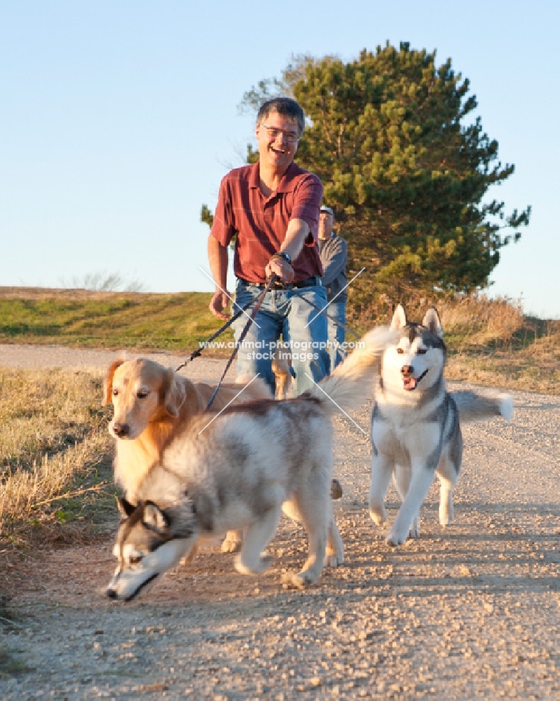Golden Retriever and Siberian Huskies going for a walk