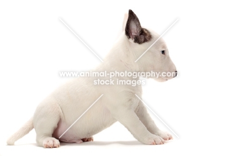 miniature Bull Terrier puppy sitting on white background