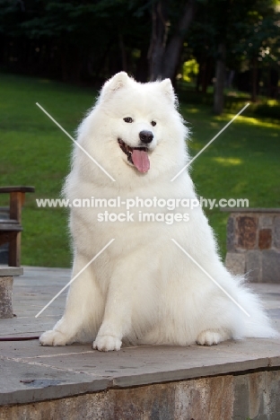 Samoyed dog on terrace