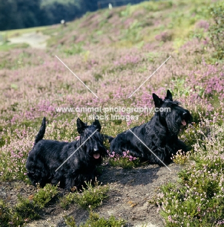 ch gaywyn viscountess, ch gaywyn titania,  two scottish terriers on heather