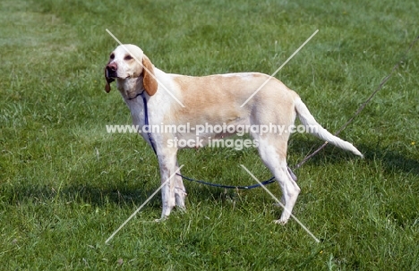 fompoise, billy standing in a field