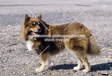 Finnish Lapphund, Suomenlapinkoira