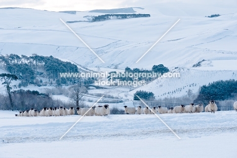 Scottish Blackface ewes in countryside