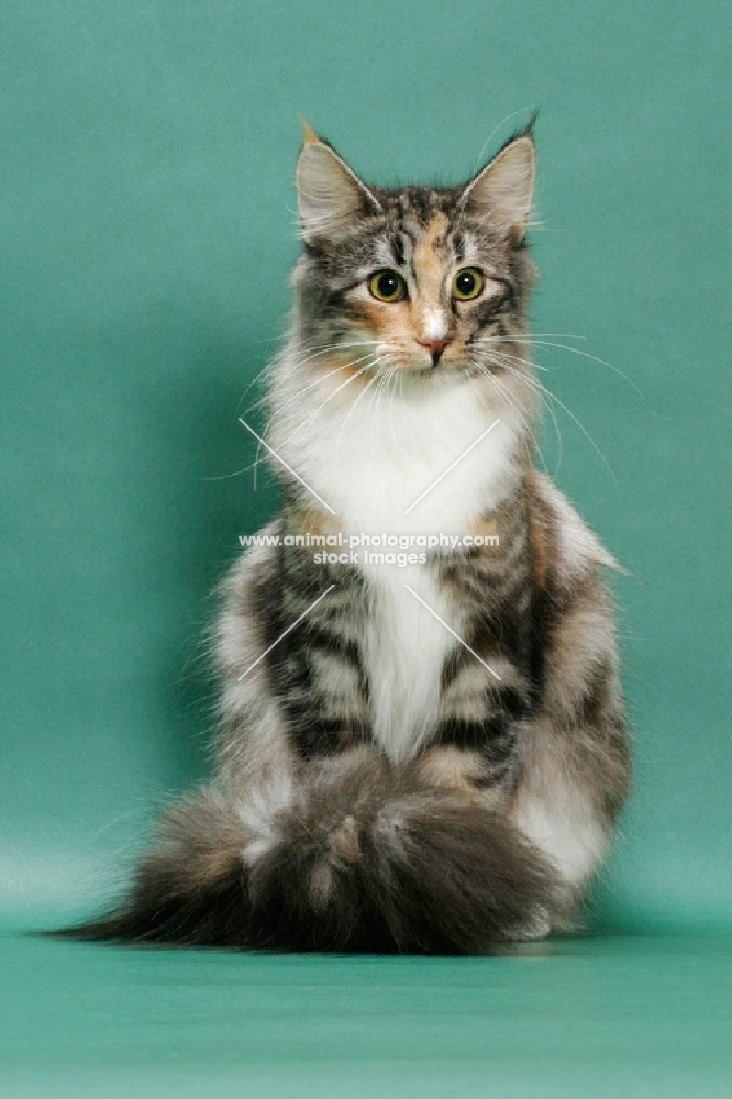 Norwegian Forest cat, Silver Classic Torbie & White colour, sitting on green background