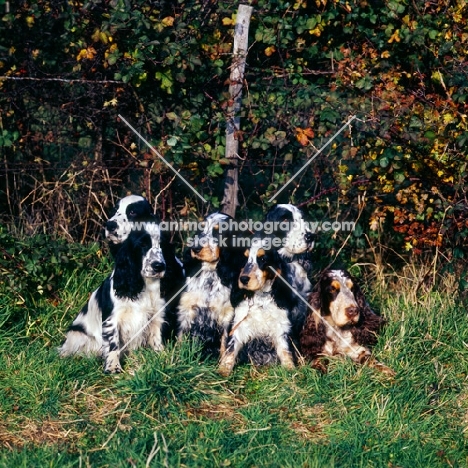 six cocker spaniels together