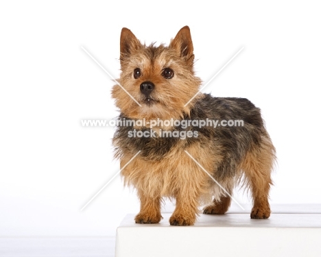 norwich terrier on white background