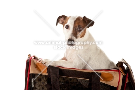 jack russell, in a travel bag