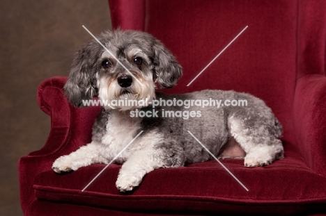 Schnoodle (Schnauzer cross Poodle) lying in chair