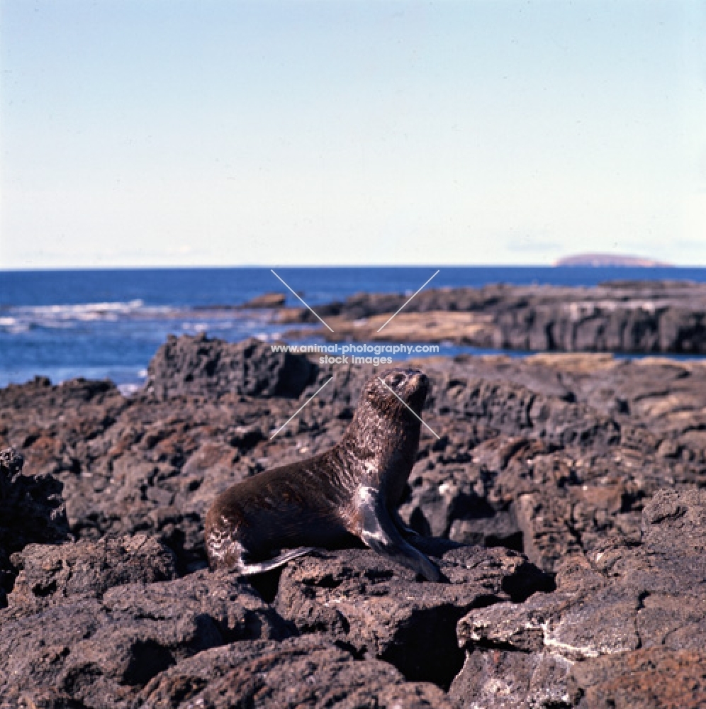  galapagos fur seal on lava on james island, galapagos islands