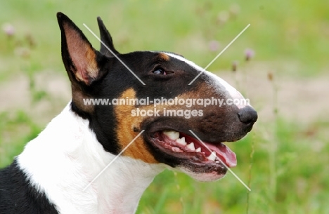 tri-coloured Bull Terrier profile