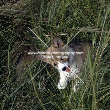 pembroke corgi puppy sitting in long grass