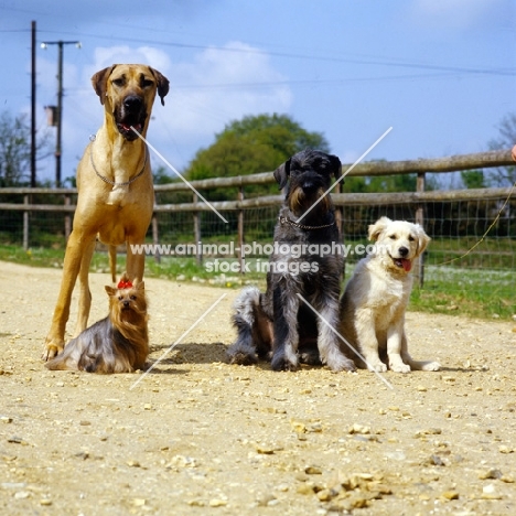 group of four dogs together