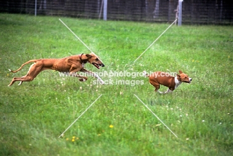 2 hounds from africa, azawakh and basenji galloping together