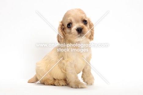 cute American Cocker Spaniel puppy