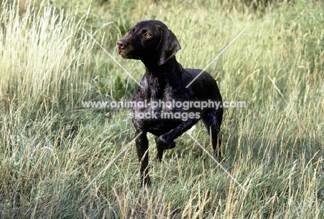 sh ch hillanhi laith (abbe) german shorthaired pointer 