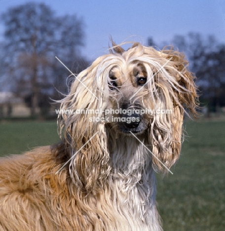 afghan hound head portrait