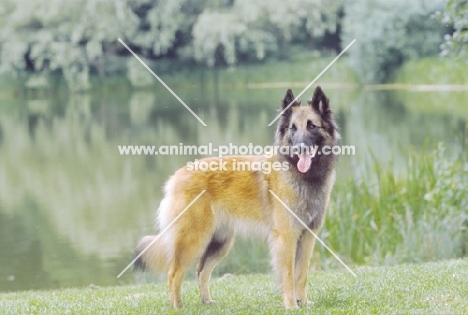 Belgian Sheepdog - Tervueren