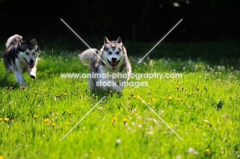 two Alaskan Malamutes