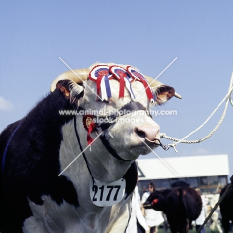 winning hereford bull at show