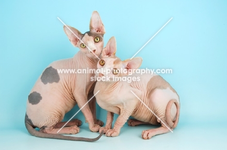 two Sphynx cats on blue background