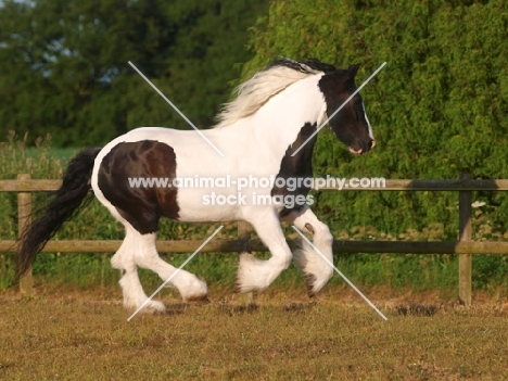 Piebald horse galloping