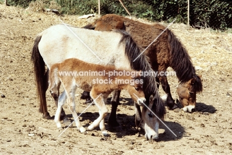 two skyros ponies and a skyros foal on skyros island