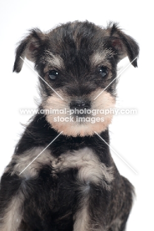 Miniature Schnauzer puppy portrait
