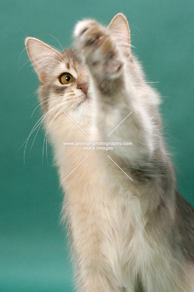 young Somali cat, blue coloured, on green background, one leg up