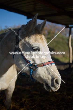 white arabian horse