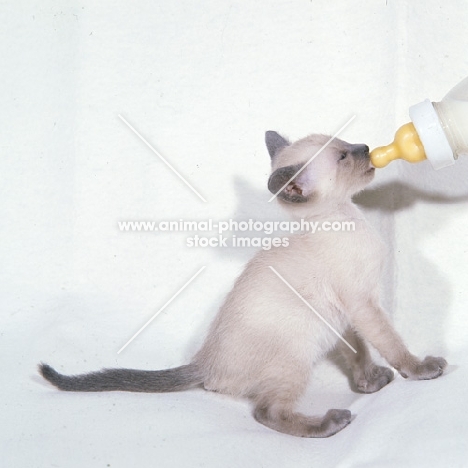 lilac point siamese kitten being bottle fed
