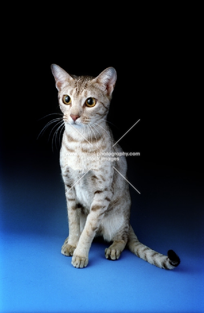 chocolate and silver ocicat sitting down