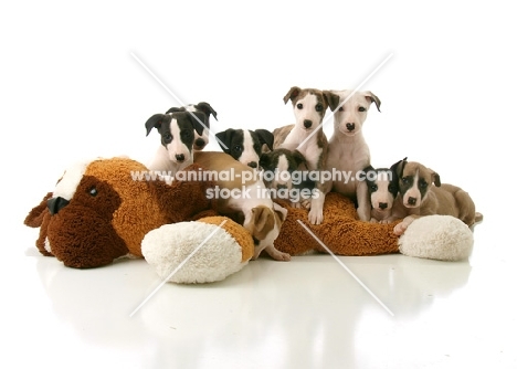 cute Whippet puppies lying on toy