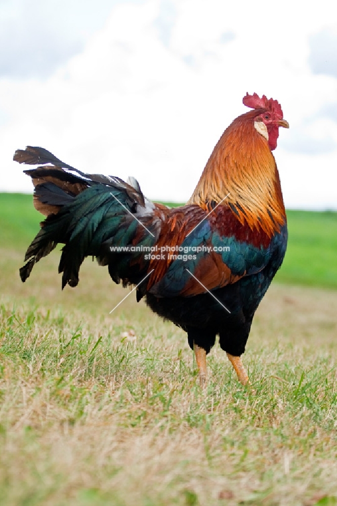 Brown Leghorn Rooster standing in grassy field.