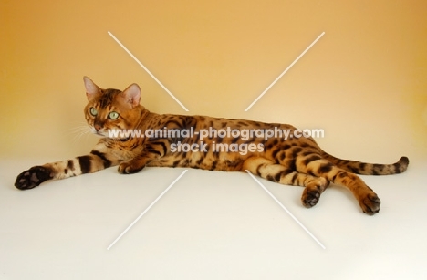 brown spotted bengal lying down on beige background