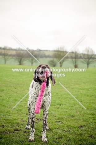 German Shorthaired Pointer playing