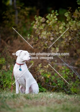 White Dogo Argentino sitting in front of woods.