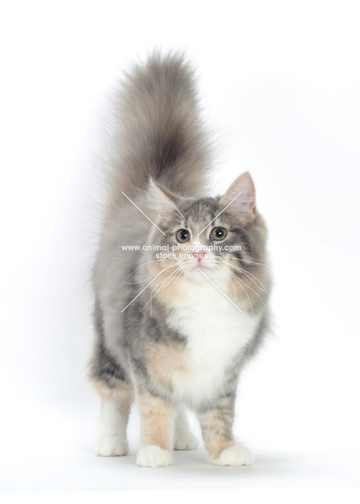 Blue Mackerel Torbie & White Norwegian Forest cat, front view