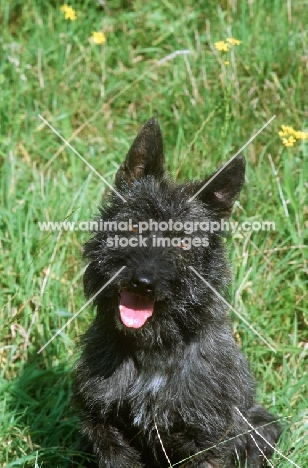 black Bouvier des Ardennes portrait