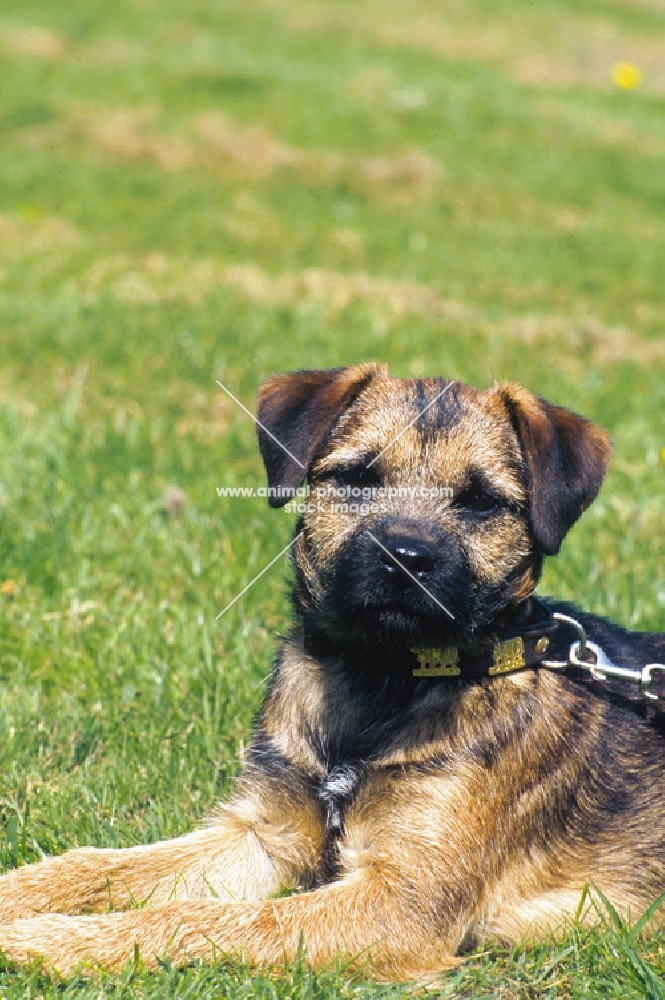 Border Terrier lying on grass