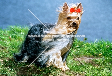 yorkshire terrier standing in the wind in germany