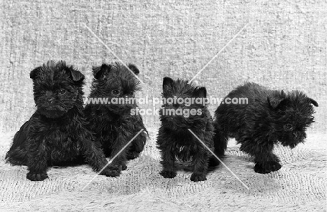 four affenpinscher puppies
